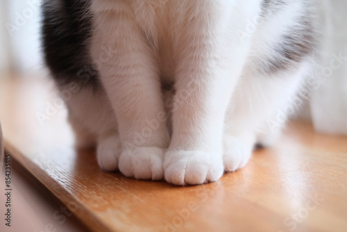 猫の足