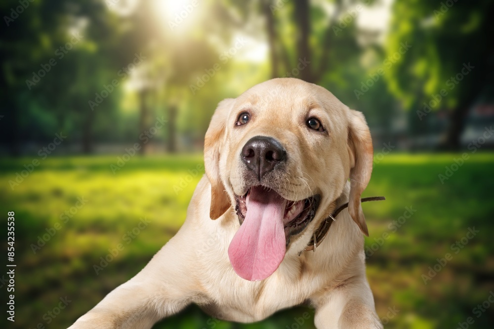 Smiling cute dog lying on green grass in the backyard. Smiling cute dog lying on green grass in the backyard.