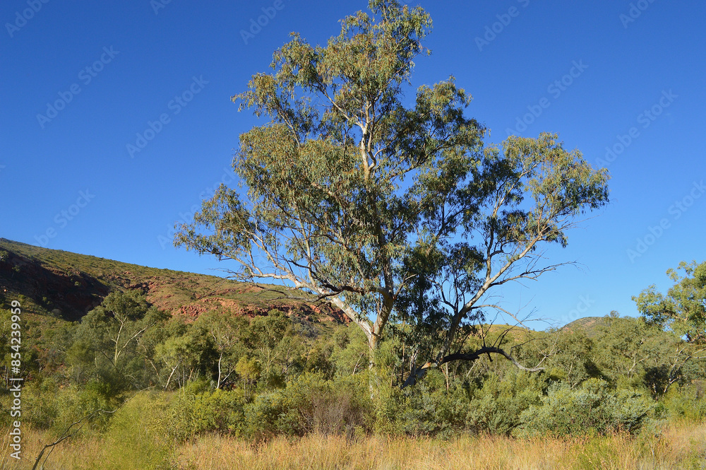 A view of the red cliff faces of the Standley Chasm in the west Macdonnell Ranges of the Northern Territory. A view of the red cliff faces of the Standley Chasm in the west Macdonnell Ranges of the Northern Territory.