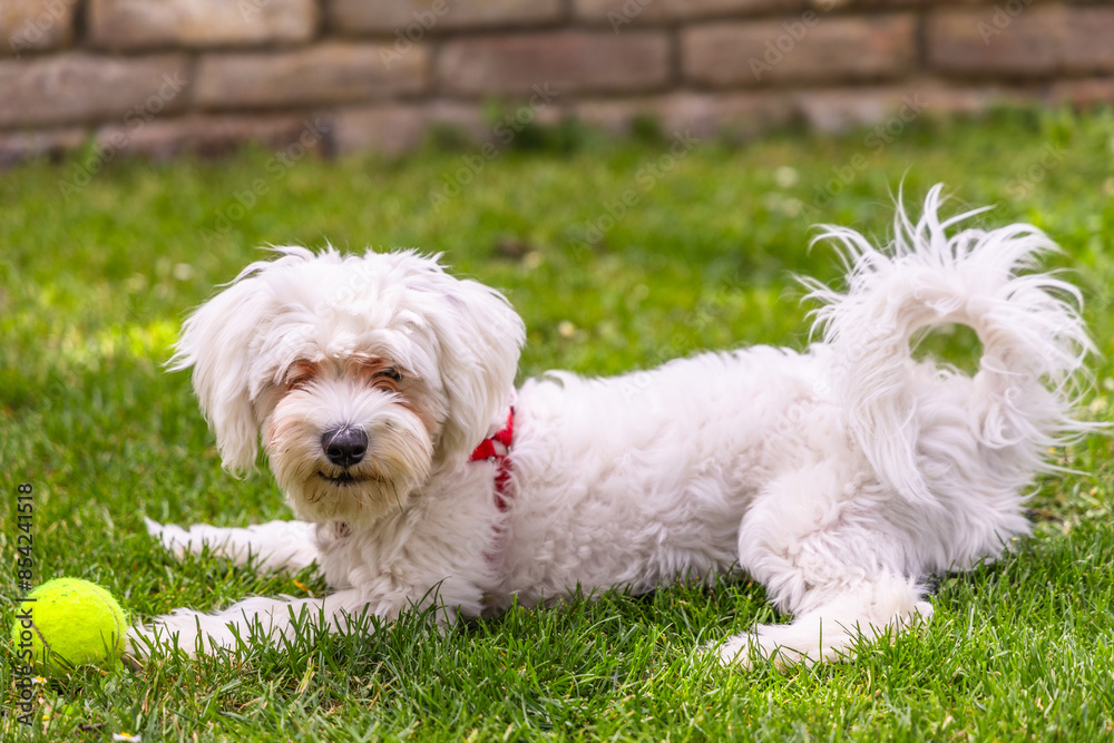 White Maltese Dog Playing in a Green Grassy Yard White Maltese Dog Playing in a Green Grassy Yard