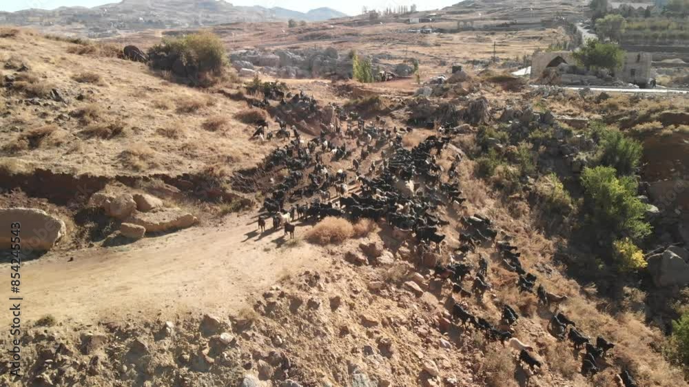 A herd of goats navigating a rugged hillside against the backdrop of a clear blue sky with scattered clouds. The various shades of brown, black, and white goats create a dynamic scene,