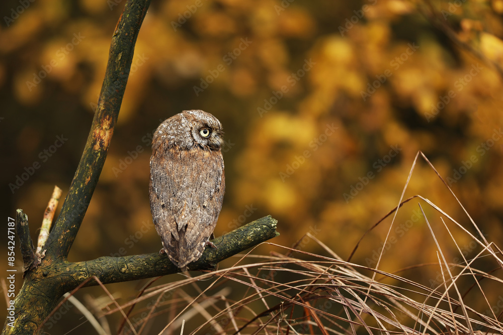 Scops Owl, Otus scops, sit on tree branch in the forest. Wildlife animal scene from nature. Small owl close-up detail portrait in the nature, Czech republic