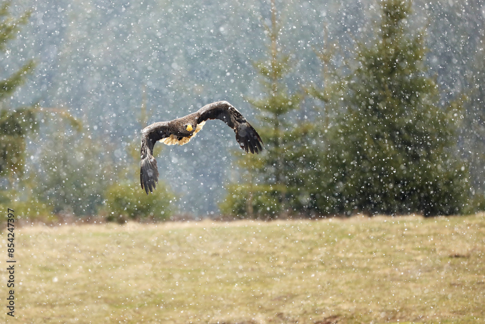 Steller's sea eagle (Haliaeetus pelagicus) flying bird of prey in snowy winter day, Japan.