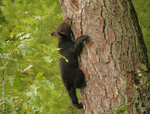 Black Bear Cub Expert Tree Climber Safe and Sound