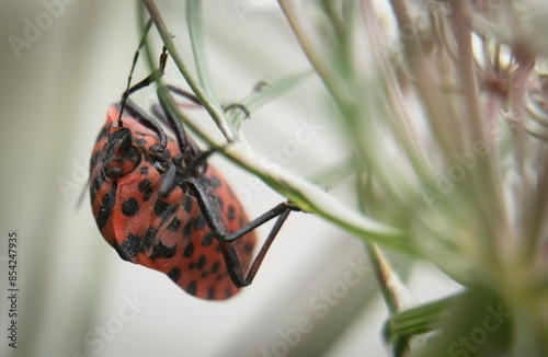 Foto macro shot of a red and black striped  beatle (Graphosoma lineatum) on a plant