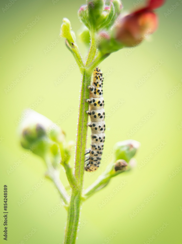 Fototapeta premium macro photography of a small green caterpillar climbing a plant