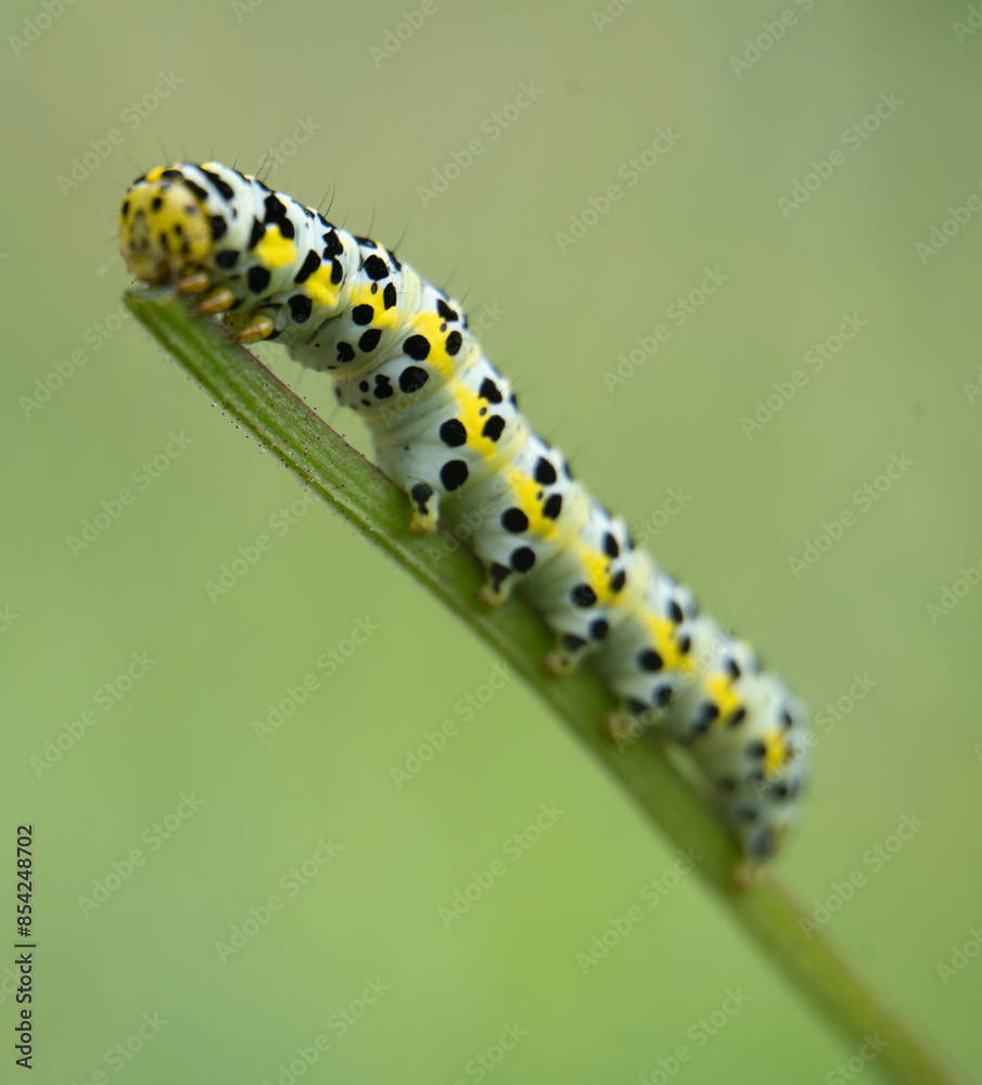 macro photography of a small green caterpillar climbing a plant macro photography of a small green caterpillar climbing a plant