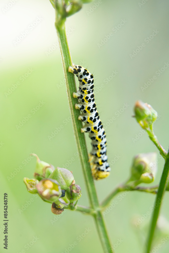 macro photography of a small green caterpillar climbing a plant macro photography of a small green caterpillar climbing a plant