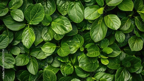 green leaves texture background
