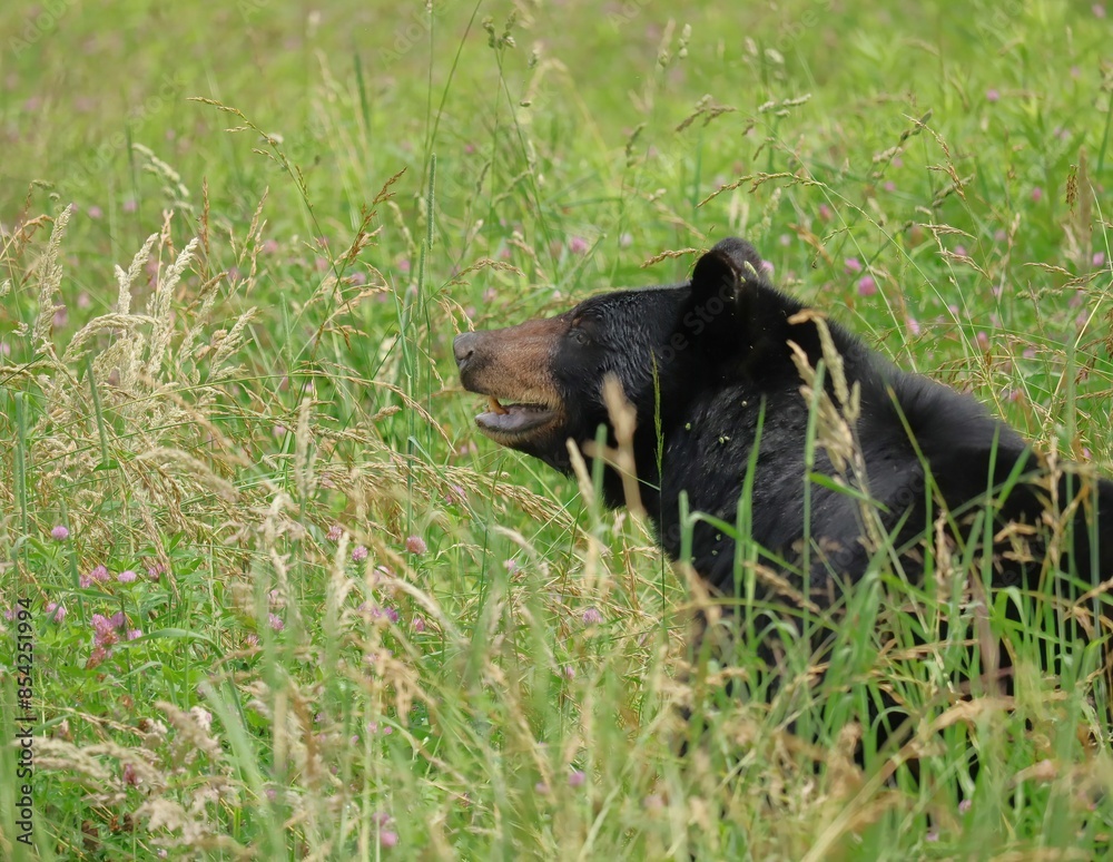 Mama Black Bear Making Sure everything is safe for her babies Mama Black Bear Making Sure everything is safe for her babies