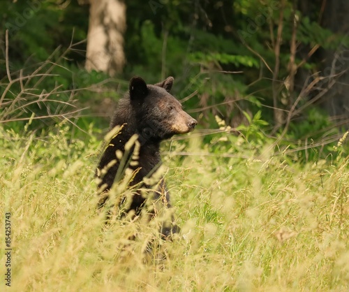 Fotografie Black Bear Yearling Scoping out the Terrain making sure the coast is clear