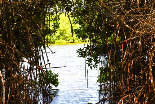 Mangrove forests on Lac Bay, Bonaire. photo