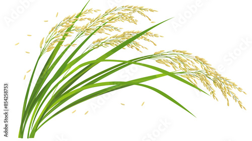 Ripe rice plant with golden grains on a white background - harvest symbol