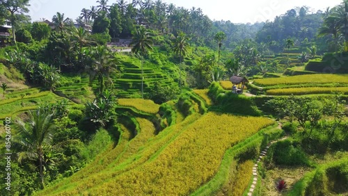 Aerial drone view of Tegallalang rice terraces in Ubud, Bali, Indonesia
