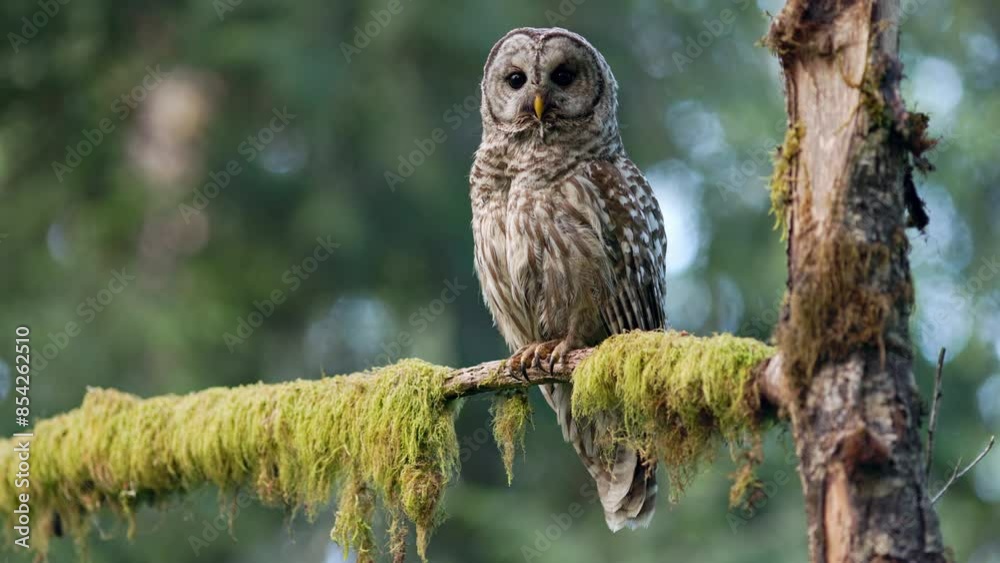 Barred owl (Strix Varia) looking straight at the camera while perched on a mossy branch it in the Pacific Northwest rainforest. Barred owl (Strix Varia) looking straight at the camera while perched on a mossy branch it in the Pacific Northwest rainforest.