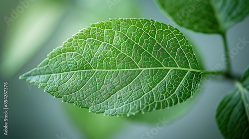 Close-up of a Green Leaf with Delicate Veins