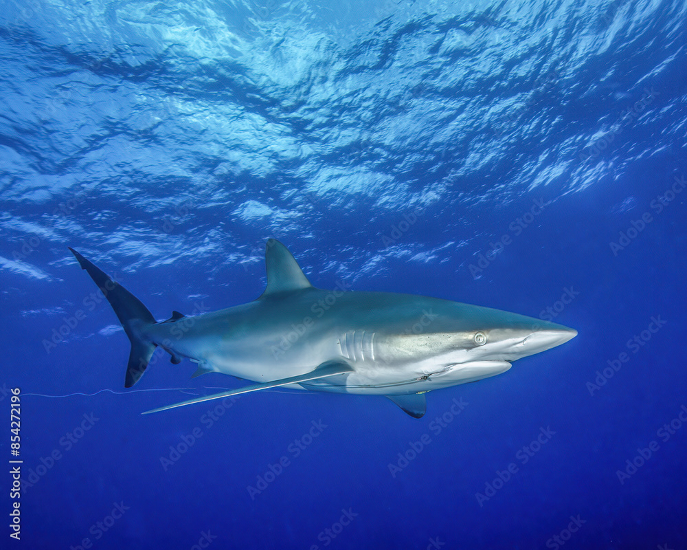 Obraz premium A Silky Shark With a Hook and Fishing Line In Its Mouth Swims in the Waters of the Bahamas
