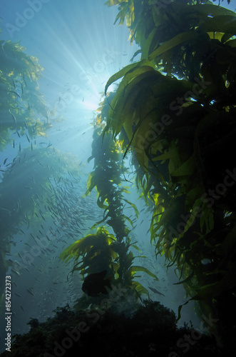 Sun Rays Reflect Around a Giant Kelp Forest Near Avalon of Catalina Island in California