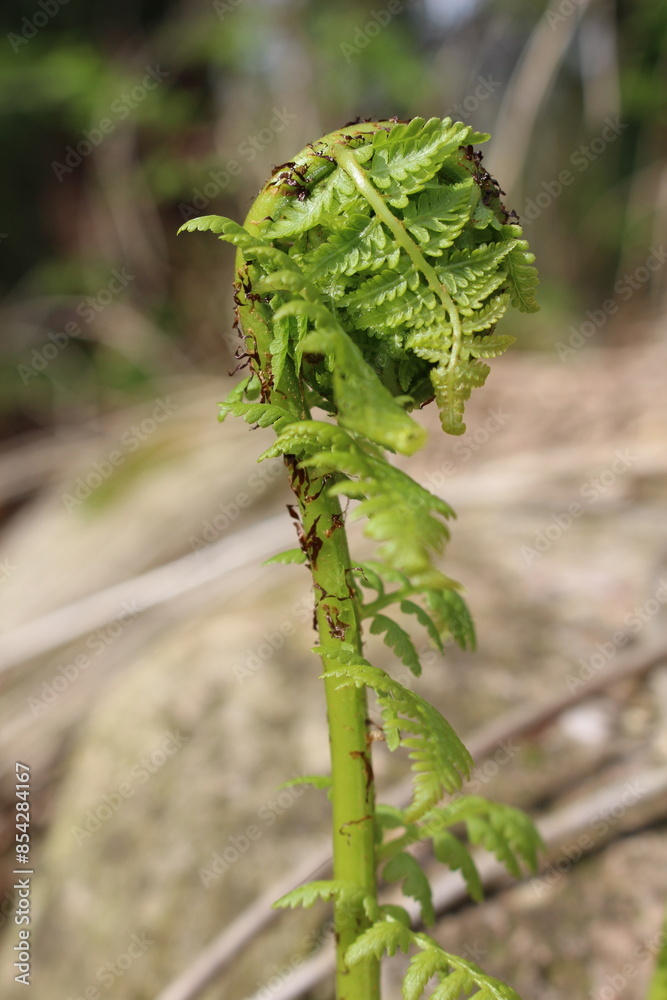 Naklejka premium Fern Fiddle