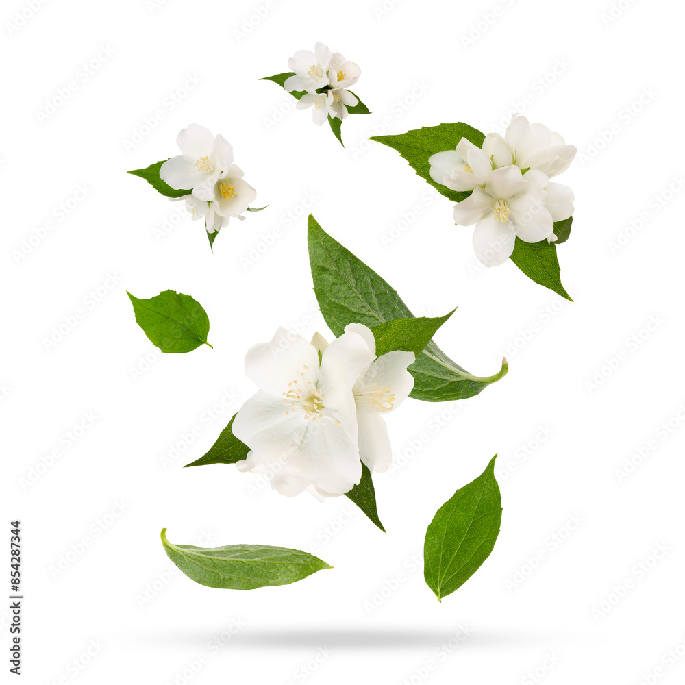 Fototapeta premium Beautiful jasmine flowers with leaves in air on white background