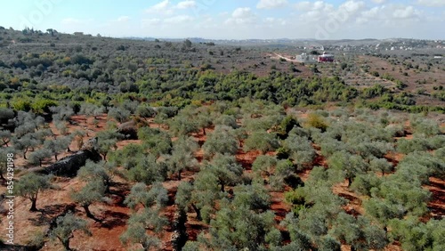 Aerial View of Olive Trees in a Mediterranean Forest