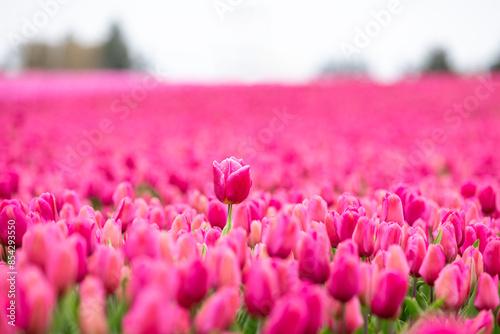 Fototapeta Naklejka Na Ścianę i Meble -  Agricultural tourism, farm field of tulip bulbs with flowers blooming in deep pink, focus on one flower and rest of field as a blurred background, spring in Skagit Valley, Washington State

