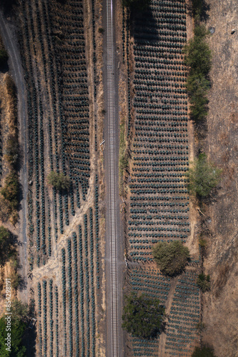 Plantio de Tequila, maguey mexicano