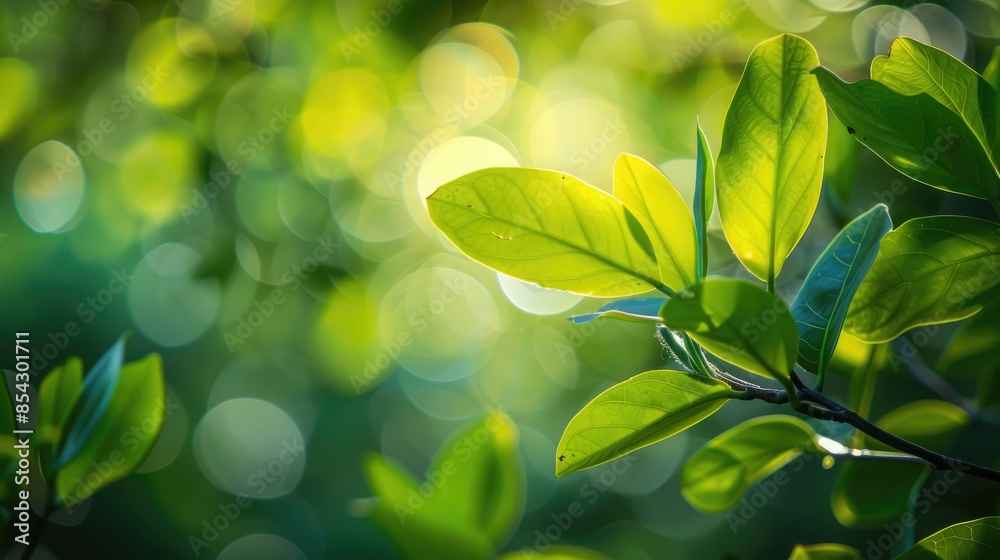 Bright green leaves of magnolia kobus tree on blurred background Selective focus Close up view Nature theme for design Bright green leaves of magnolia kobus tree on blurred background Selective focus Close up view Nature theme for design