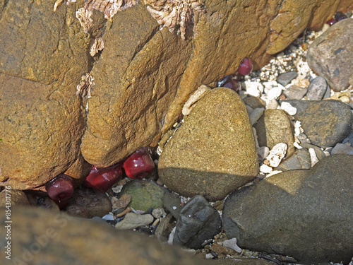 Colony of beadlet anemones or Actinia equina red blobs in tidal pool on Amami island rocky shore photo