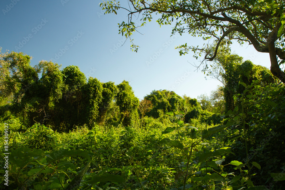 Fototapeta premium Panorama view of the green forest with a beautiful sunsetlight. 