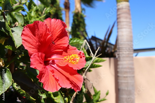 red hibiscus flower in the garden