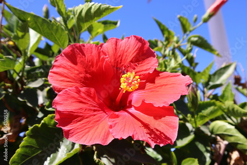 red hibiscus flower in garden