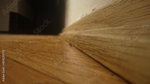 A lot of ants crawling on the floor. Ants problem. Problem of insects in the house. Pest under control concept. Ants in home, unhygienic, unsanitary living space. Macro, close up