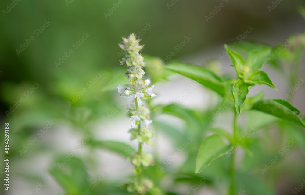 Close up of basil flower in the garden. (Ocimum basilicum) Close up of basil flower in the garden. (Ocimum basilicum)