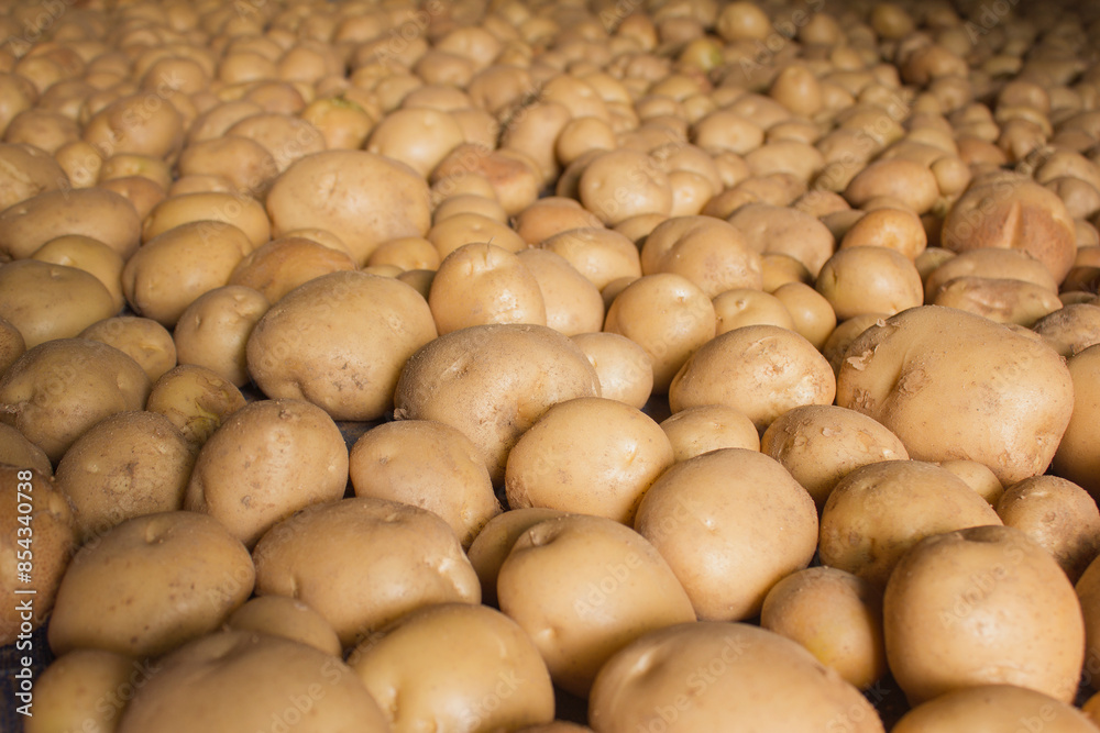 Fresh potatoes on the farm.