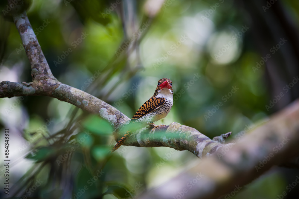 Obraz premium kingfisher on branch
