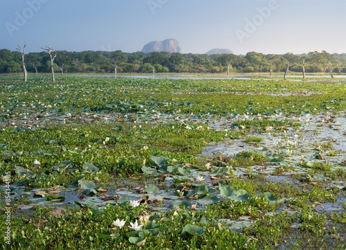 Yala National Park, Sri Lanka photo