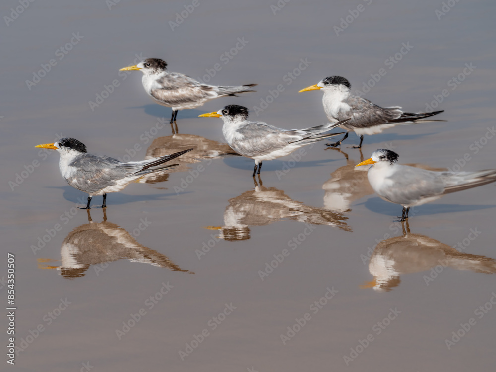 Obraz premium Five Terns In Perfect Formation