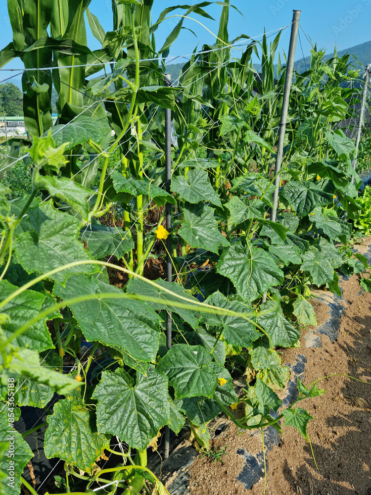 These are the leaves and stems of cucumbers.
These are the leaves and stems of cucumbers.