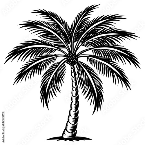 Detailed vector representation of a realistic tropical palm tree silhouette, with an accompanying coconut vector.