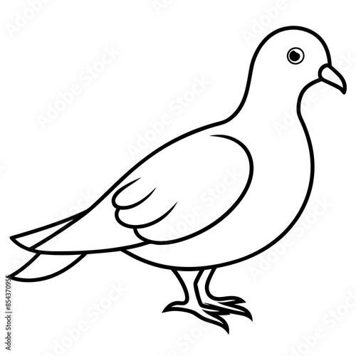 Vector illustration of a pigeon