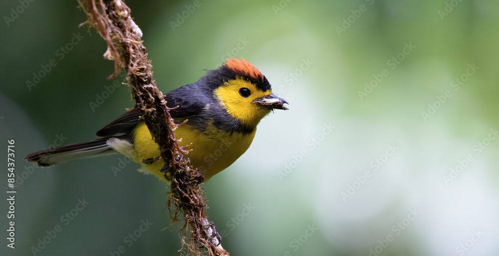 Collared redstart catching insects in the cloud forest of costa rica. Collared redstart catching insects in the cloud forest of costa rica.