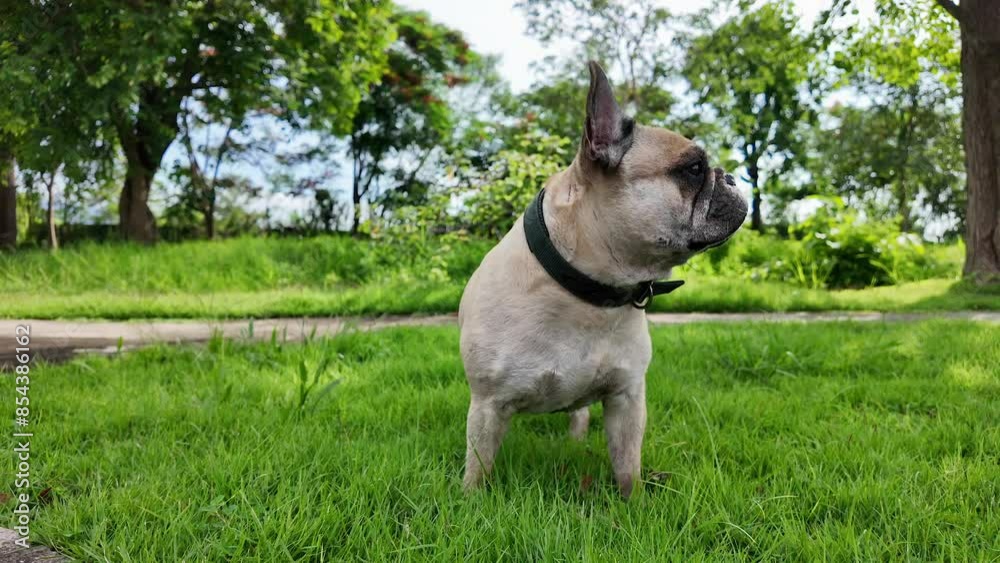French bulldog standing in the grass looking in alertness on summer.