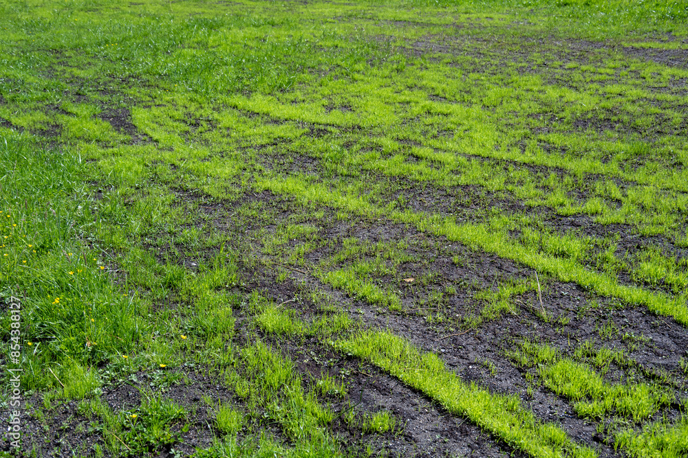Farm pasture maintenance and refurbishment, weeds that livestock won’t eat removed and good soil added and grass re-seeded, fresh shoots of new growth
Farm pasture maintenance and refurbishment, weeds that livestock won’t eat removed and good soil added and grass re-seeded, fresh shoots of new growth