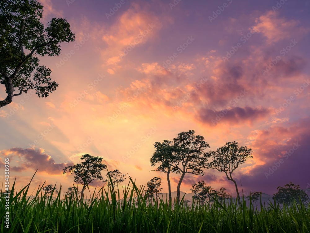 Obraz premium Purple sunrise sky tropical tree field in sunny morning. Silhouette tree pink purple dawn sky in spring season. Landscape meadow misty fog forest in countryside. Amazing violet landscape Park outdoor