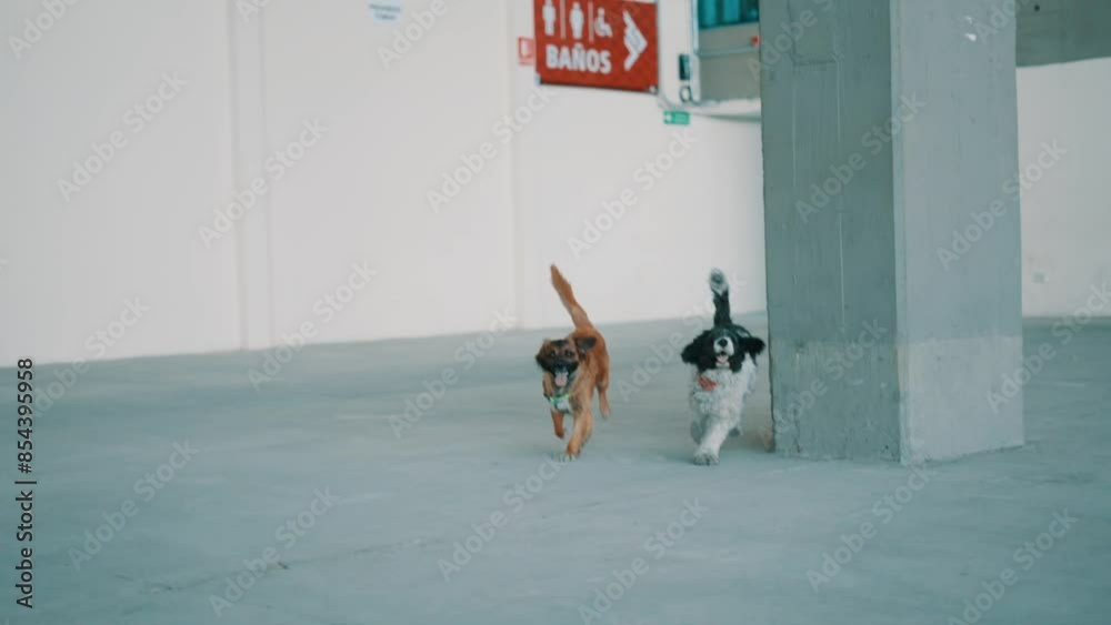 Cachorros corriendo en cámara lenta