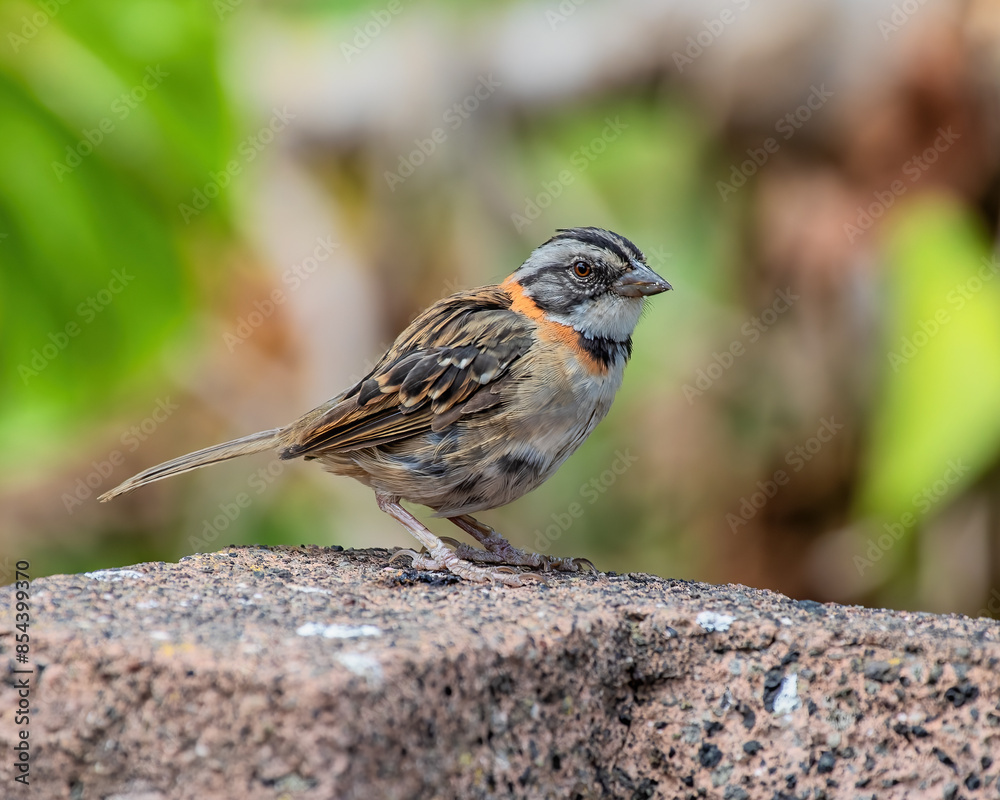 sparrow sparrow