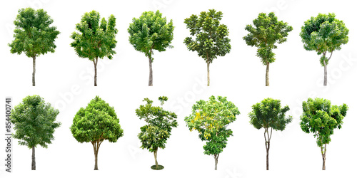 Collection Trees and bonsai green leaves. total 10 trees. The Ratchaphruek tree is blooming bright yellow. (png) 