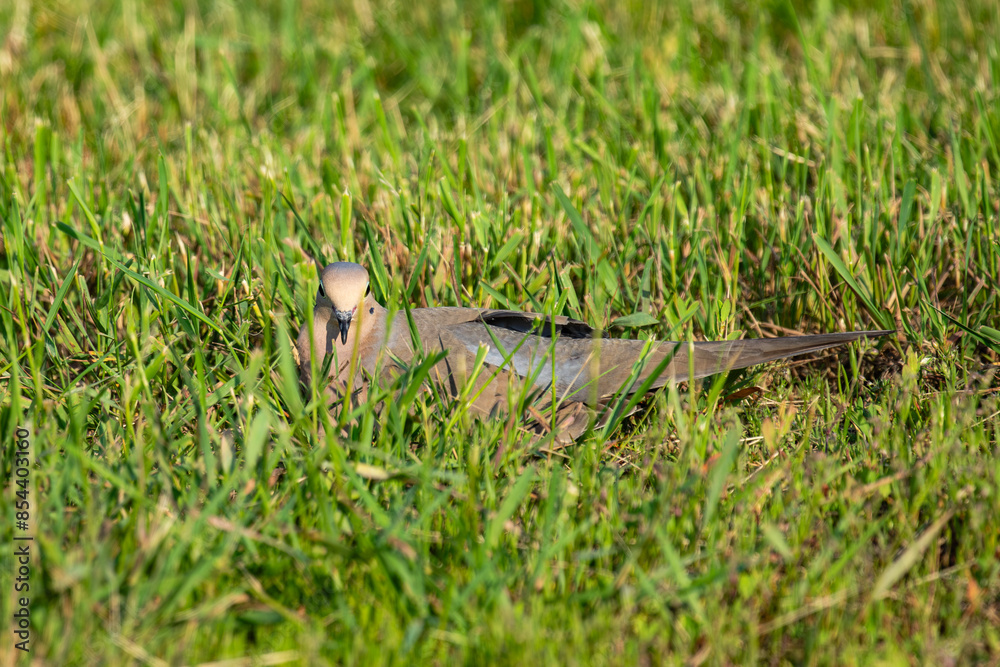 Mourning Dove (Zenaida macroura) laying in the grass resting Mourning Dove (Zenaida macroura) laying in the grass resting