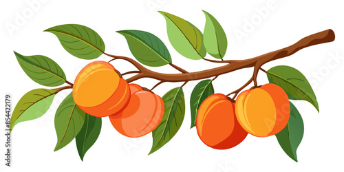illustration of peaches on a branch